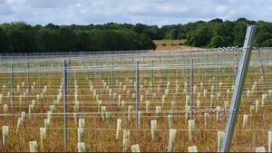 Suministro de jardín, poste de viñedo, carrete de <span class=keywords><strong>madera</strong></span>, poste de acero galvanizado en bobina - Product Image 4