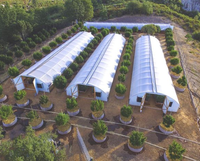 Serre agricole pour tomates et fraises, serre spécialisée en film plastique PE à travée unique