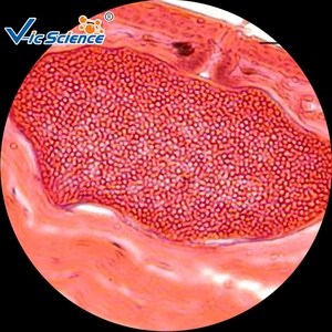 Tejido <span class=keywords><strong>Animal</strong></span> microscopio preparado diapositivas conjunto microscopio muestra Zoología histología diapositivas preparadas - Product Image 4