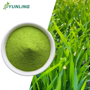 Poudre de légumes biologiques naturels <span class=keywords><strong>à</strong></span> base de pousses d'<span class=keywords><strong>orge</strong></span> ; Poudre de jus de pousses d'<span class=keywords><strong>orge</strong></span> - Product Image 1