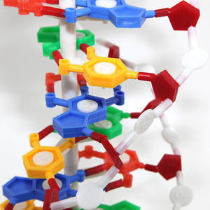 Modèle ADN Qinghua, chaîne génétique biologique, double hélice, modèle de protéine sphérique, démonstration pédagogique pour enseignants - Product Image 2