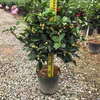 Tanaman Bunga Camellia Japonica Berbagai Varietas Ukuran Beragam Evergreen Indoor Outdoor Hiasan Pot untuk Wisuda Natal