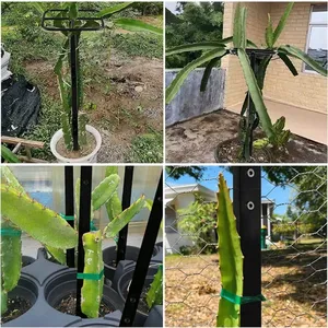 <span class=keywords><strong>Enrejado</strong></span> <span class=keywords><strong>para</strong></span> plantas trepadoras, <span class=keywords><strong>enrejado</strong></span> de plantas, torre de fruta de dragón, poste de escalada <span class=keywords><strong>para</strong></span> jardín de vegetales, hogar, <span class=keywords><strong>Patio</strong></span> interior y exterior - Product Image 2