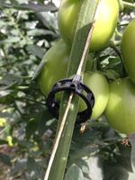 Clips de Soutien pour Plantes en Bioplastique/Polypropylène Transparent à Forte Adhérence 16-25mm pour Tomates, Concombres, Lianes – Jardin Multi-Saisons