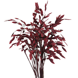Flor Seca Preservada Eterna de Hope <span class=keywords><strong>Grass</strong></span> Pequeña (Chasmanthium Latifolium) con Conservación en Glicerina, Larga Duración 3-5 Años - Product Image 6