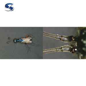 SMZ1270/1270i นำเสนอระบบออปติคอล ความละเอียดสูง และกล้องจุลทรรศน์สเตอริโอที่ออกแบบตามหลักสรีรศาสตร์ - Product Image 2