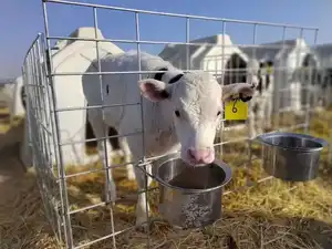 White Basic Calf Island Open Front Door Young Cattle Vila Open Space Ventilation Animal Cages Cow Cattle House