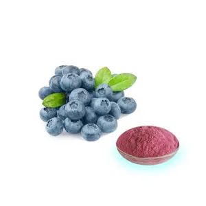 GMP HALAL KOSHER Supplier Bilberry Extract Powder