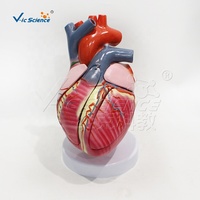 Modèle de conduction cardiaque 3 fois plus grand avec 5 parties modèle de coeur humain anatomique éducation organe du corps humain