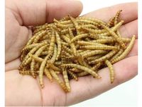 Vers de farine jaunes séchés 100% naturels riches en protéines pour oiseaux, poulets, reptiles et poissons Emballage OEM personnalisé disponible