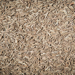 Semillas de comino Gujarat indio auténtico de Primera calidad-Especias enteras orgánicas cosechadas de llanuras fértiles para Gourmet internacional - Product Image 1