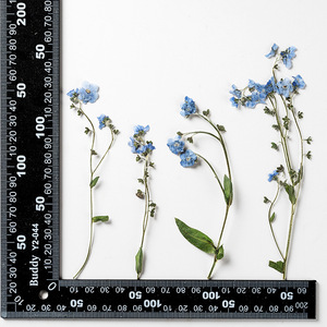 Fleurs séchées bleues naturelles Forget-Me-Not avec tige Don't Forget Me Fleur pressée pour l'artisanat, art en résine - Product Image 4