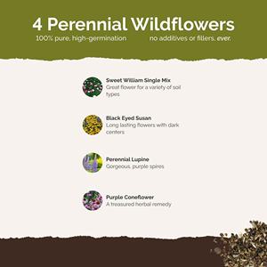 Eden Brothers 1/<span class=keywords><strong>4</strong></span> LB 120.000 + cerdas Coneflower verano sin fin mezcla de flores de sucesión perenne atrae polinizadores para jardines - Product Image 2