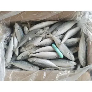 Whole Round Big Eye Scad 60-80pcs/ctn Round Scad