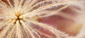 Objectif macro SEL30M35 E 30 mm F3.5 pour monture E, non plein format, Chine - Product Image 5