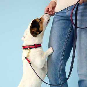 Venta caliente <span class=keywords><strong>Collar</strong></span> de perro personalizado Nombre bordado personalizado <span class=keywords><strong>Collar</strong></span> de cuero de dos tonos para mascotas con herrajes dorados para perros pequeños y medianos - Product Image 6