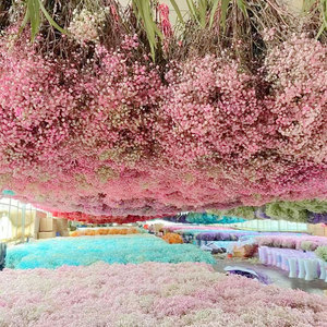 Fleur de Gypsophile Préservée Naturelle Séchée pour Décoration Maison et Mariage – <span class=keywords><strong>Fleurs</strong></span> <span class=keywords><strong>Immortelles</strong></span> Véritables – Support OEM - Product Image 2