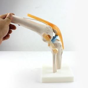 Modelo Anatómico de Articulación de Rodilla, Maniquí de PVC de Tamaño Real para Entrenamiento Escolar - Product Image 6