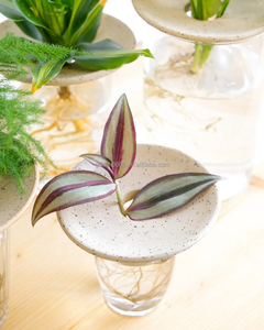 OEM cámara <span class=keywords><strong>de</strong></span> germinación <span class=keywords><strong>de</strong></span> <span class=keywords><strong>semillas</strong></span> acuicultura pequeña bandeja <span class=keywords><strong>de</strong></span> germinación placa interior hidrocultivo taza terrario bandeja - Product Image 4