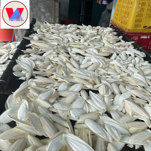 HUESOS SECOS DE SEPIA DE CALIDAD PREMIUM VENTA ENTERA CON PRECIO BARATO - Product Image 3