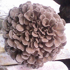 GMP Kosher gıda sınıfı polisakkarit Grifola Frondosa özü doğal Maitake mantar tozu davul ambalajında - Product Image 4