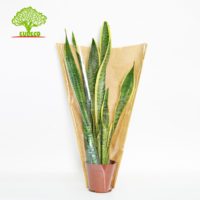 Manchon d'emballage floral en papier Kraft 30 cm, nouveau produit Portable, manches pour les fleurs et les plantes, emballage floral, couleur unie, bpp + papier kraft