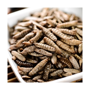 Larva <span class=keywords><strong>de</strong></span> mosca <span class=keywords><strong>de</strong></span> soldado negro, alimento rico en proteína ecológica, insectos frescos, gran oferta - Product Image 5