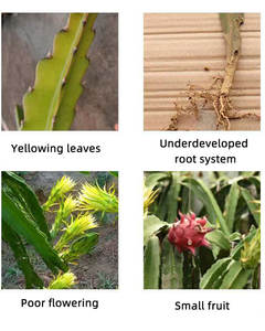 Kalsium <span class=keywords><strong>Magnesium</strong></span> cair kemurnian tinggi suplemen kalsium Pitaya kalsium untuk tanah mendorong fotografis - Product Image 6