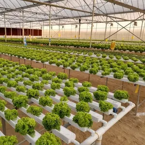 Máquinas Agrícolas Equipamento Hidroponia crescente sistema interior Sistema NFT Tubulações PVC Aquaponic