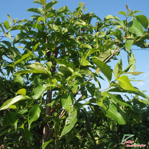 Bahía seca de Vietnam, alta calidad - Product Image 1