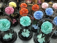 Cupule de la bella y la bestia flor en caja de la bella y la bestia la bella y la bestia l'éternité rouge roses dans le verre dôme