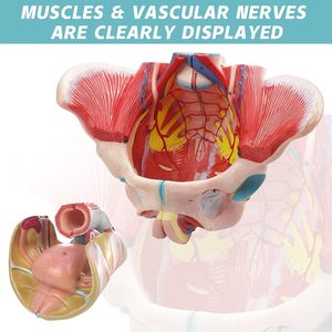 Modello Anatomico del Bacino <span class=keywords><strong>Femminile</strong></span> - Modello Didattico per Scuole e Ospedali in Materiale PVC - Product Image 2