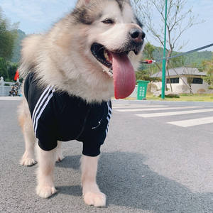 אופנה גדול גזע אדם בעל התאמת כלב מחמד מעגל מוצרים נים ספק חיות מחמד אבזרים - Product Image 4