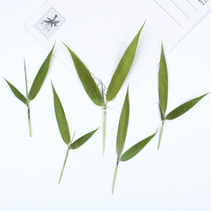 Feuilles de bambou entières séchées pressées naturelles avec tiges pour la fabrication de bougies, l'intégration de savons et l'artisanat en résine époxy - Product Image 2