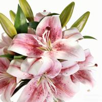Bunga Lily Artifisial Putih Pink Berkualitas Tinggi dengan Sentuhan Realistis untuk Dekorasi Pernikahan dan Rumah dengan Vas Kaca Transparan Ramah Lingkungan