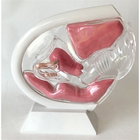 Modèle du système reproducteur féminin, modèle d'utérus transparent, modèle anatomique féminin, équipement éducatif en sciences médicales