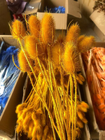 Bunga Teasel Dipsacus Asli Awet Alami, Kepala Bunga Berwarna Pink, Bahan Bunga DIY untuk Dekorasi Pernikahan dan Rumah