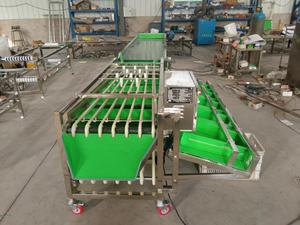 Trieuse orbitale à rouleaux pour pruneaux, ligne de tri multi-niveaux de type rail pour noisettes et agrumes, calibrage du diamètre - Product Image 4