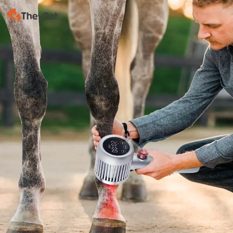 Atlar evcil için veteriner lazer terapi makinesi at lazer tedavisi fiziksel ekipman