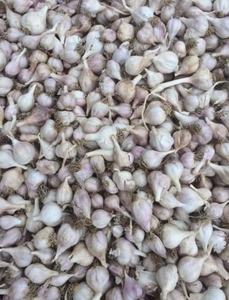 Ajo fresco y seco de Vietnam, venta al por mayor, vacaciones - Product Image 6