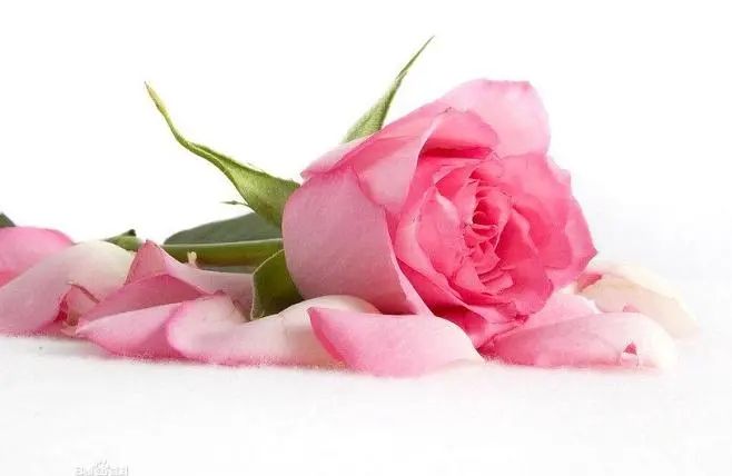 การพิมพ์ด้านเดียวเท่านั้น