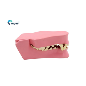 Modèle d'anatomie dentaire canine d'équipement éducatif vétérinaire pour la formation et l'éducation - Product Image 1
