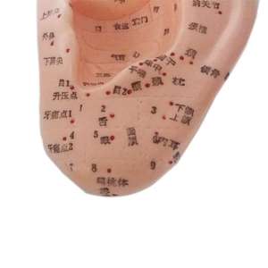 Modelo de Acupuntura de Oído de 13cm x 22cm, Reutilizable, con Diagrama de Puntos Estándar de Zonas de Reflejo - Product Image 2
