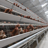 Boitier de volaille pliable Type A 4 niveaux, Cages à poules, systèmes pour la mise à niveau des hines