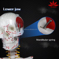 Modelo de Esqueleto de Ciencias Médicas de 85 cm con Músculos Pintados de Doble Cara (Orígenes en Rojo e Inserciones en Azul)