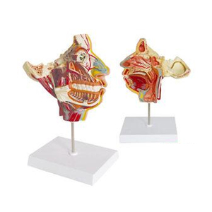 Cabeza De ciencia médica cara modelo anatómico vasos Estructura de cabeza de nervios con mandíbulas superior e inferior - Product Image 1