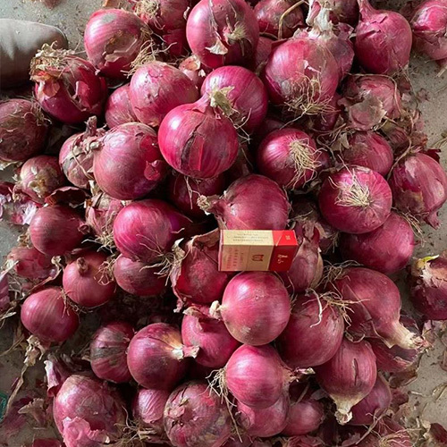 Yellow Onions Fresh Chinese Export Peeled
