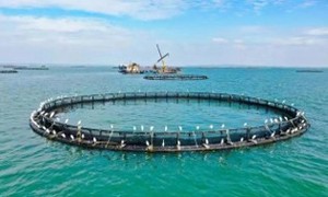 Reti Anti-Fouling per la piscicoltura di mare, gabbie a rete per acquacoltura marina Anti-Biofouling - Product Image 2
