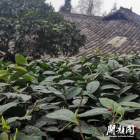 KAIYANGE Thé Jaune de Niveau Cérémonial Supérieur Meng Ding Huang Ya Mengding Yellow Bud OEM Santé Origine Type Âge Cérémonie