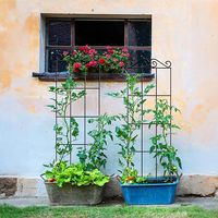 Treillis de jardin en métal pour plantes grimpantes, support en fer pour plantes, treillis extérieur pour vignes, roses, concombres, tomates - Vente en gros
